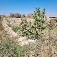 ۶۴۰ متر زمینن باغ شهری|فروش زمین و ملک کلنگی|کوار, |دیوار