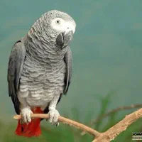 پرنده گمشده (عکس تزئینی)