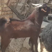 بره و بزغاله