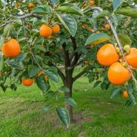 نـهال انــگور یاقوتی زودرس شیرین و پرمحصول|خدمات باغبانی و درختکاری|قشلاق دشت, |دیوار