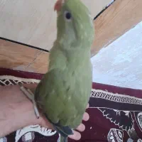 طوطی،جوجه طوطی...