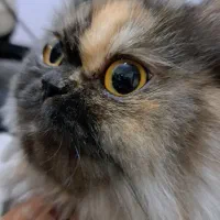 گربه پرشین باردار|گربه|مشهد, نیروی هوایی|دیوار