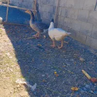 غاز  محلی تخمی|حیوانات مزرعه|سراوان, |دیوار