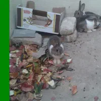 سه عدد خرگوش.