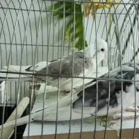 عروس هلندی وایت