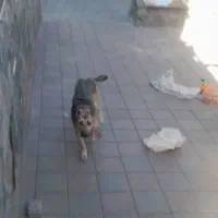 سگ نژاد دار|سگ|زنجان, |دیوار