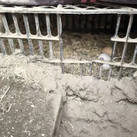 تخم نطفه دار نژاد میکس ویاندوت ایسبار|حیوانات مزرعه|تهران, کیانشهر|دیوار