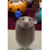 همستر پشمالو|موش و خرگوش|مشهد, امام خمینی|دیوار