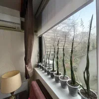 سانسوریا پیچ