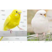 یک جفت مرغ عشق اهلی و کارداده