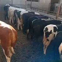 ۱۷ راس گوساله