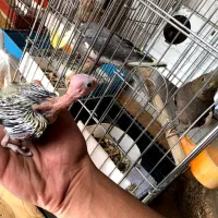 عروس هلندی و برزیلی قیمت مناسب|پرنده|قروه, |دیوار