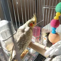 جوجه عروس هلندی