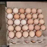 تخم مرغ محلی تازه