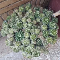 گل و گیاه