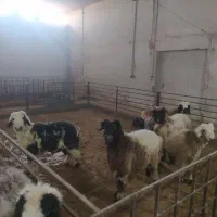 فروش دام زنده بره لری بختیاری