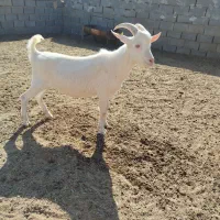 فروش بزغاله سانن اصل،بره ماده