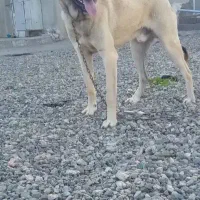 توله نر ۳و۴ ماهه می‌خوام نژاد فرق نمیکنه