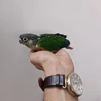 گرینچیک