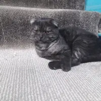 گربه خونگی و اصیل ایرانی|گربه|تاکستان, |دیوار