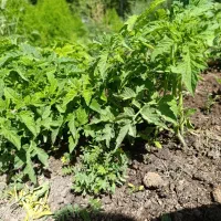 نشا گوجه|خدمات باغبانی و درختکاری|خرمآباد, |دیوار