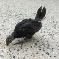 جوجه لاکندزی