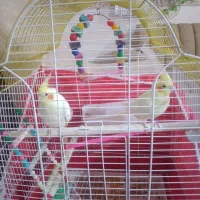 پرنده|پرنده|بیجار, |دیوار