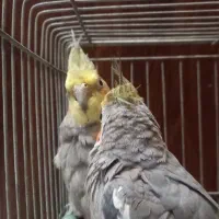 یک جفت عروس هلندی نر دستی