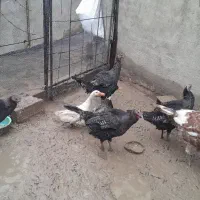 بوقلمون ۶ عدد