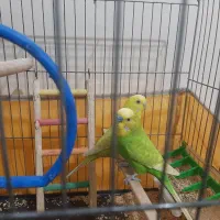 مرغ عشق جفت زیبا