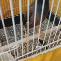 جوجه مینا تاج دار طلایی شهریار