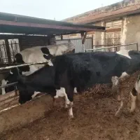 گاو شیری|حیوانات مزرعه|نیشابور, مازول|دیوار