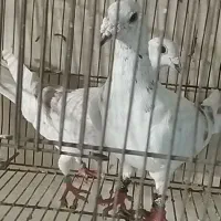 یه جفت سار اوقون جفت گاه همه چیزشون اوکیه