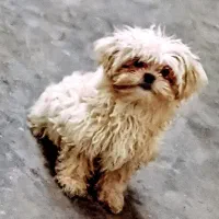 چهار عدد توله شیتزو تریر اصل