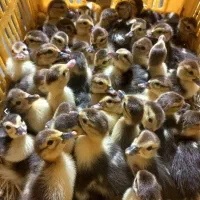 جوجه غاز و غو غاز و تخم غاز نطفه دار|حیوانات مزرعه|ماهدشت, |دیوار