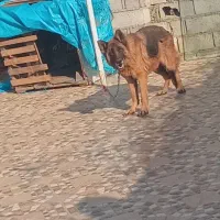 سگ ژرمن ماده