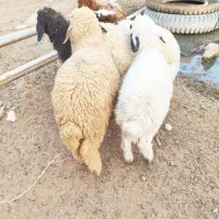 5عدد بره یا گوسفند 3تا نر ، 2تا ماده درجه یک|حیوانات مزرعه|اهواز, منازل کارون|دیوار