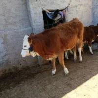 خرید فروش گاو شیری و گوساله