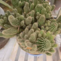 کاکتوس