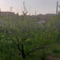 فروش-باغ