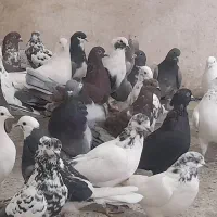 کبوتر تهرانی دمگیر|پرنده|برخوار, |دیوار