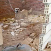 سگ ماده سرابی