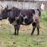 گاو جوان دورگ نزدیک به زایمان شیری