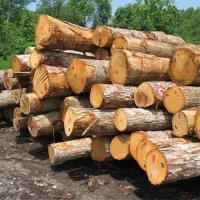 هرس درخت باغ و خری چوب درختی|خدمات باغبانی و درختکاری|سمنان, |دیوار