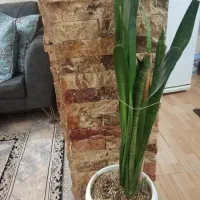 گل سانسوریا فروشی