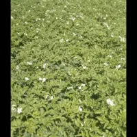 اجاره زمین کشاورزی