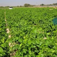 نهال انگور ایرانی و خارجی|خدمات باغبانی و درختکاری|اراک, |دیوار