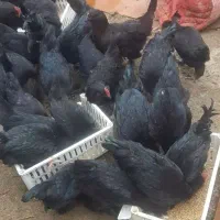 تخم و جوجه مر ن دی
