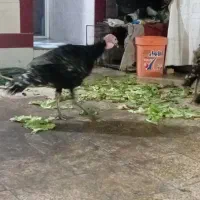 فروش بوقلمون محلی|حیوانات مزرعه|بهبهان, |دیوار