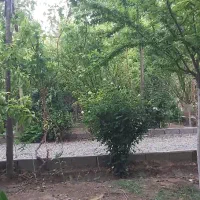 فروش زمین ۵۰۰ متری|فروش زمین و ملک کلنگی|باقرشهر, |دیوار